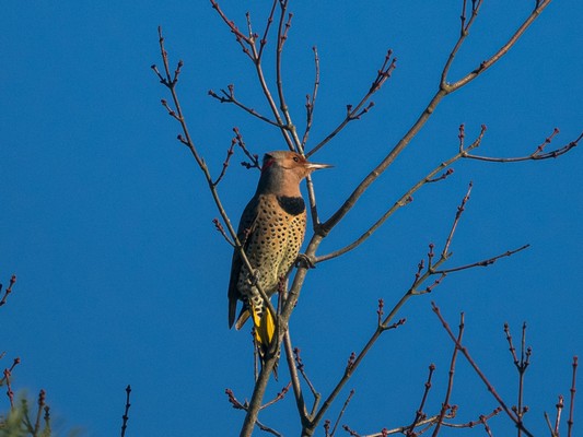 november-2022-cold-brook-birding